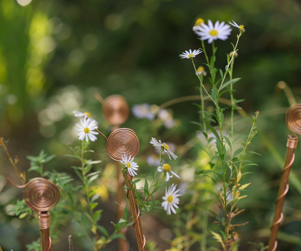 Eletrocultura: uma tradição de jardinagem secular redescoberta