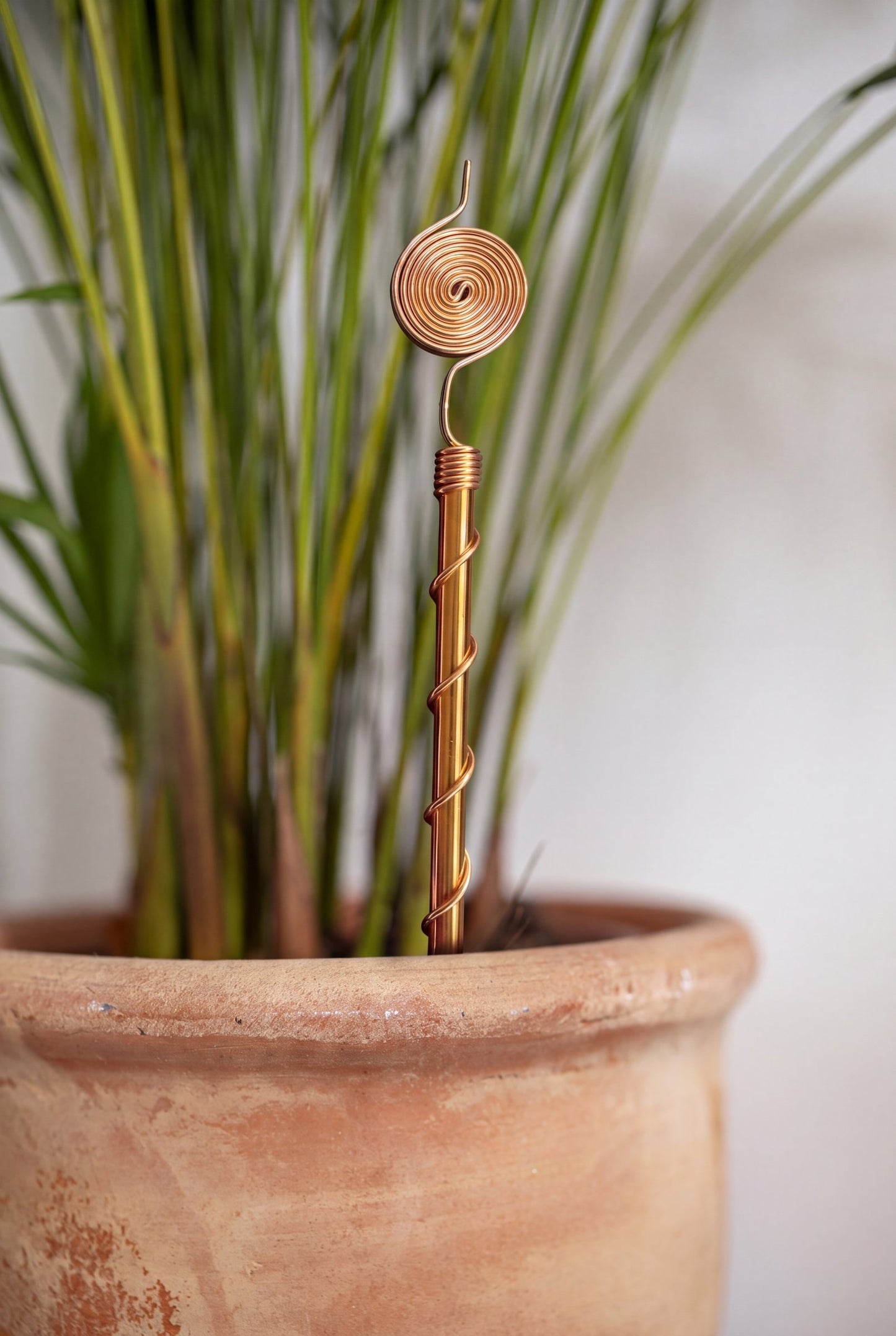 Antena de cobre Kopero Eletrocultura 30 cm num vaso de terracota com erva ornamental