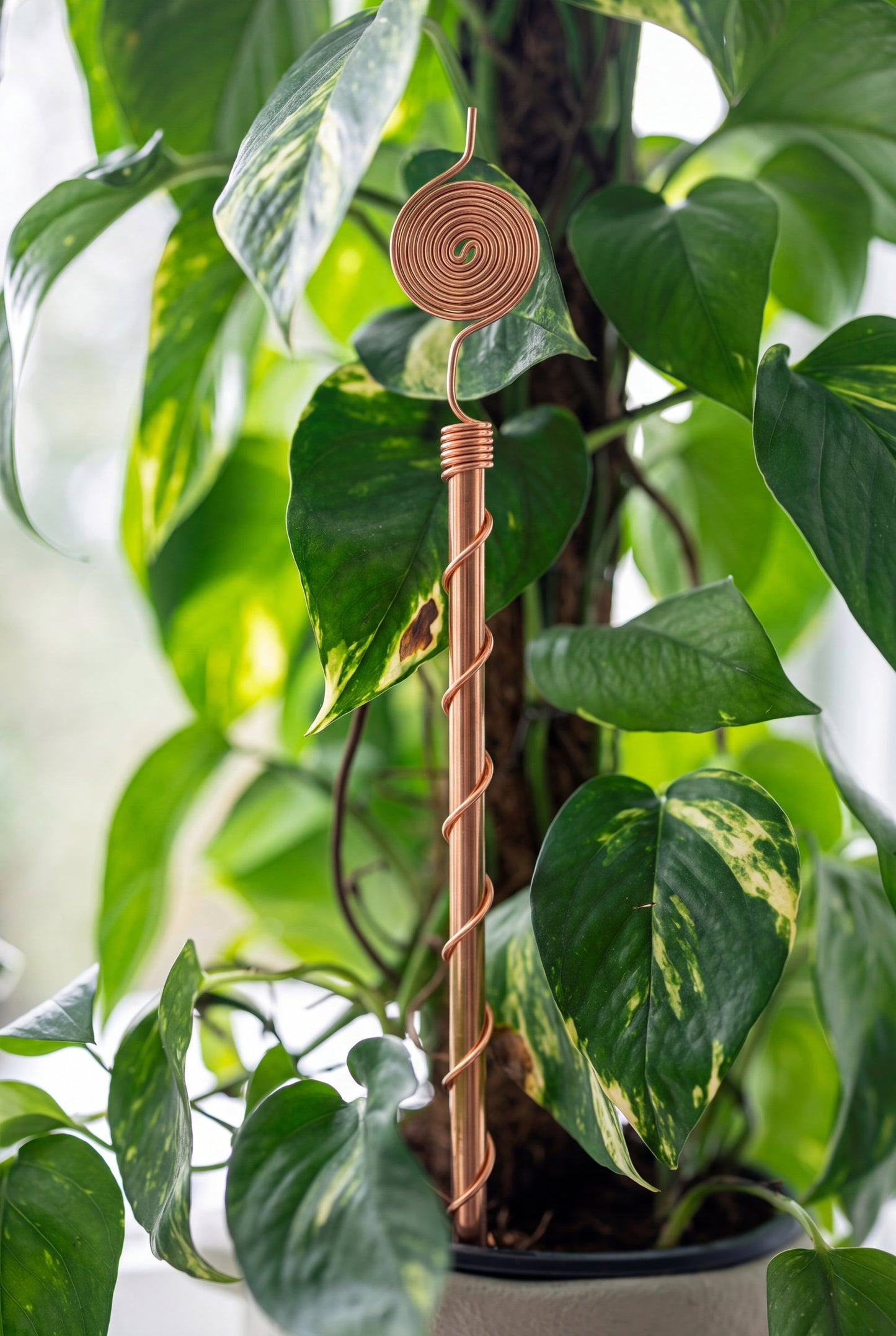 Antena de cobre Kopero Eletrocultura 30 cm junto a uma planta de interior