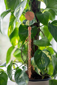Antena de cobre Kopero Eletrocultura 30 cm junto a uma planta de interior