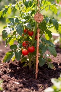 Antena de cobre Kopero Eletrocultura 30 cm junto a um tomateiro na horta