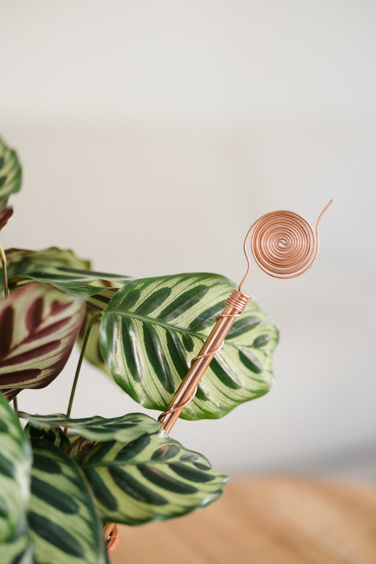 Kopero Eletrocultura 30 cm, junto a uma planta de interior maranta
