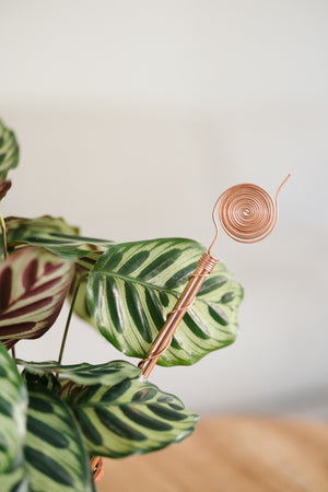 Kopero Eletrocultura 30 cm, junto a uma planta de interior maranta