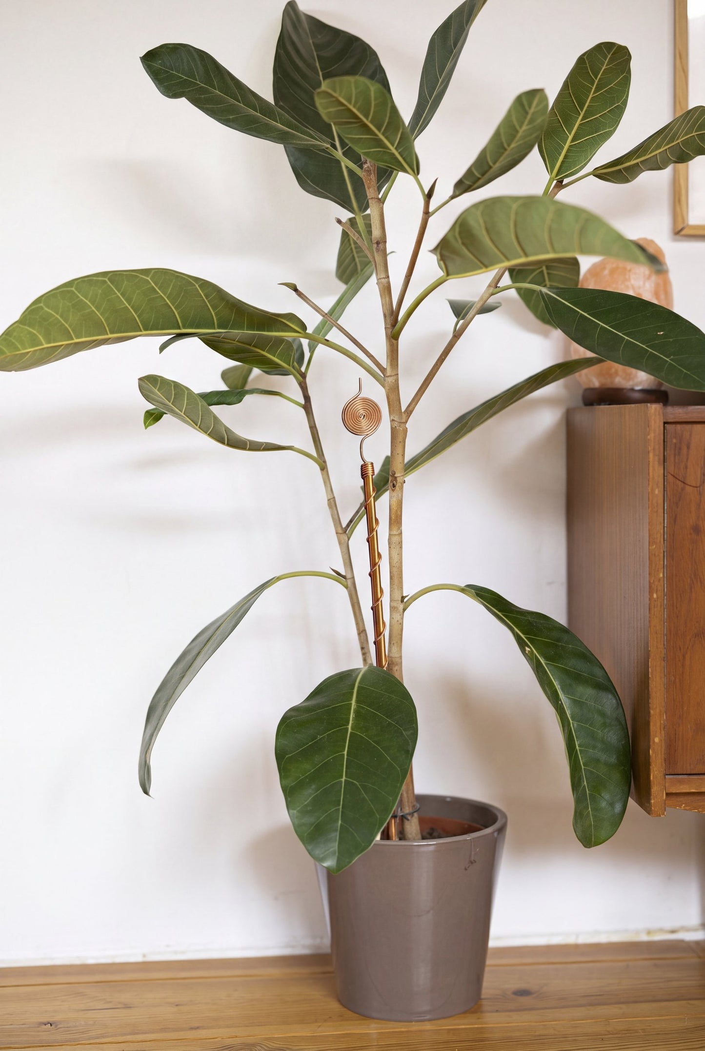 Antena de cobre Kopero Eletrocultura 60 cm num vaso com uma grande planta de interior