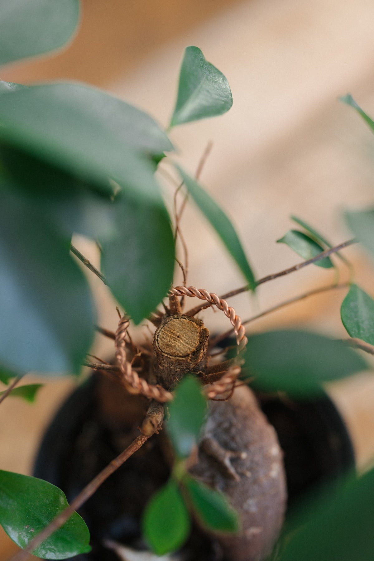 Kopero Anel tensor de cobre, à volta do tronco de uma planta de interior