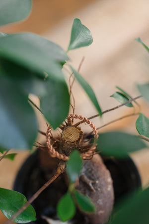 Kopero Anel tensor de cobre, à volta do tronco de uma planta de interior
